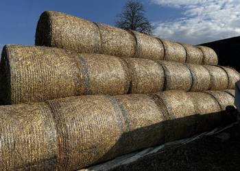 Słoma z pszenżyta 125