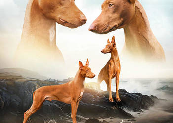 Szczenięta Pies Faraona FCI-Hodowla Maltańska Magia