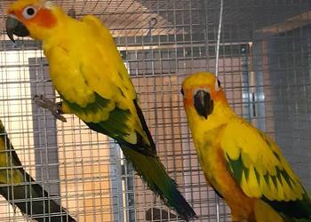 Likwidacja hodowli średniej papugi