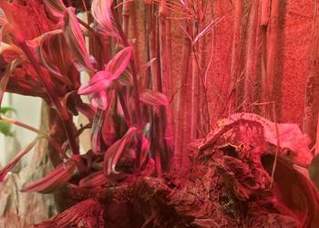 Terrarium felsuma gekon orzęsiony