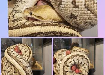 Pyton królewski samica mojave pinstripe pastel