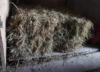 Sprzedam siano