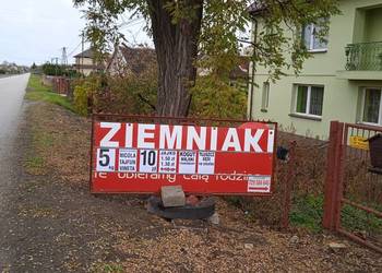 Ziemniak tajfun winieta Nikola bez oprysków i inne produkty z gospodarstwa