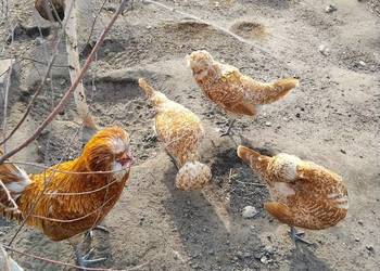 Jaja lęgowe czubatka