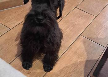 Sznaucer miniaturowy czarne - pieski