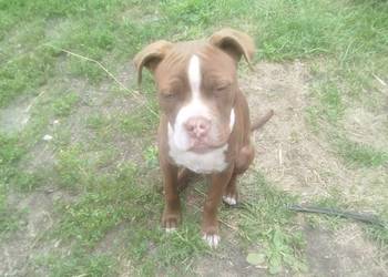 Szczeniak amstaff