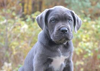Szczeniaki Cane Corso ZKwP FCI