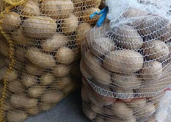 Ziemniaki Quinn Anna Ziemniaki Quinn Anna