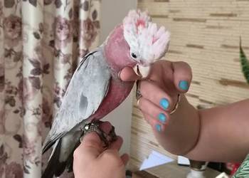 Kakadu ręcznie karmione , oswojone pupile Sulbiny