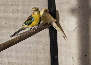 Papugi świergotki 2025