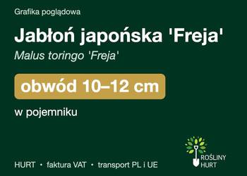 Jabłoń japońska 'Freja' obwód 10-12 cm, w pojemniku – HURT