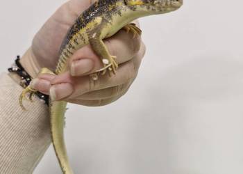 Scynk Berberyjski młode osobniki