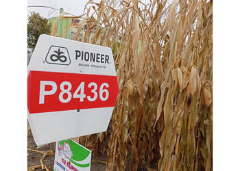 Nasiona kukurydzy Pioneer P8436 FAO Z240 AQUAmax Nasiona kukurydzy Pioneer P8436 FAO Z240 AQUAmax