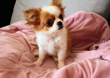 Malutki piesek chihuahua