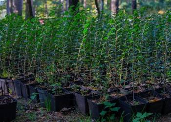 Irga błyszcząca (Cotoneaster lucidus) na żywopłot 20-30 cm, donica 1 l
