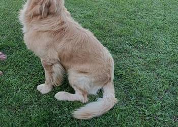 Golden retriever 14 miesięczny