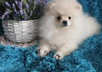 Szpic Miniaturowy/Polski piesek Cream PASZPORT!