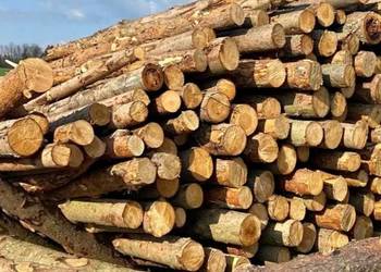 Różne rodzaje drewna opałowego/kominkowego Świętajno i okolice