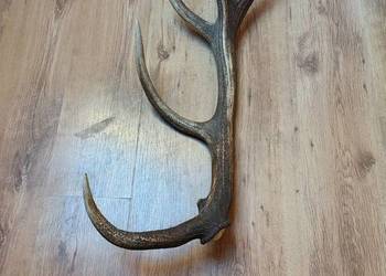 Sprzedam pojedyncze zrzuty jelenia