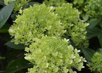 Hortensja bukietowa Whitelight 2L