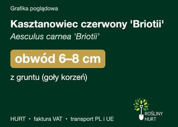 Kasztanowiec czerwony 'Briotii' obwód 6-8 cm, z gruntu – HURT