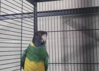 Barnard żółtobrzuchy