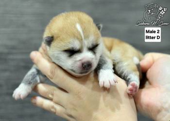 Akita Japonska czerwone samce