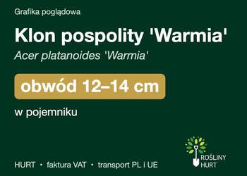 Klon pospolity 'Warmia' obwód 12-14 cm, w pojemniku – HURT