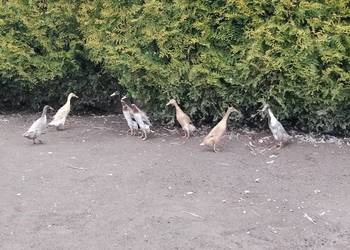 Biegusy indyjskie 2025r.