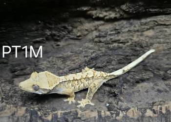 Gekon Orzesiony smiec Extreme Harlequin