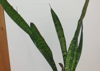 Sansewieria wysoka, wężownica, wysokość 65cm, duża