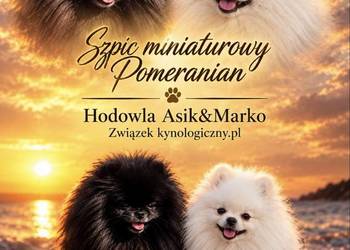 Szpic miniaturowy Pomeranian