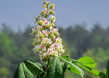 Kasztanowiec biały (Aesculus hippocastanum) 150-200 cm, donica