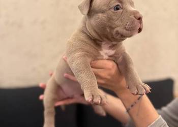 Samiec American Bully Pocket
