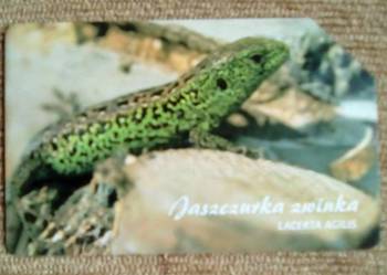JASZCZURKA ZWINKA
