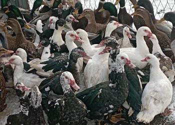 ŻYWE : Kaczory / Kaczki sporo sztuk MIX Do Uboju/Chów + Wyłupek na ZAMÓWIE