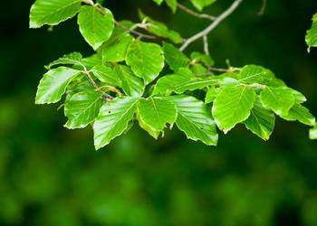 Buk pospolity (Fagus sylvatica) obwód 14-16 cm, z bryłą – HURT
