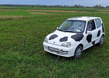 Fiat Seicento Krowa !