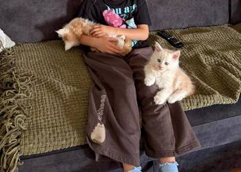 Sprzedam 2 kocurki rasy maine coon.