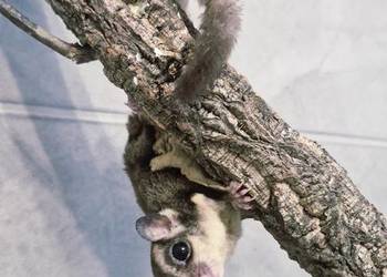 Lotopałanki Karłowate samice I samce