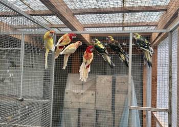 Rozelle królewskie samce