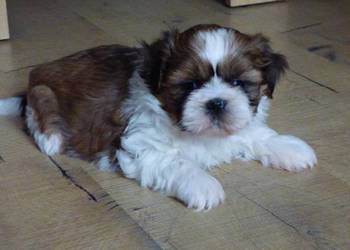 Pieski rasy Shih Tzu tricolor