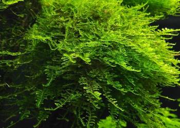 Peacock Moss - roślina akwariowa