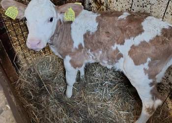 Sprzedam cielisie simental