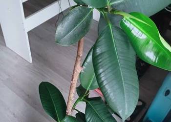 Fikus Ficus Elastica