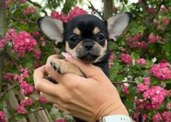 CHIHUAHUA ŚLICZNA DROBNA SUNIA CALINECZKA