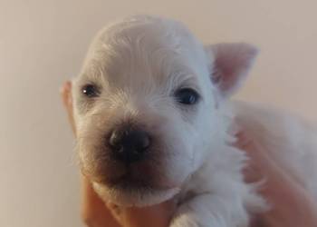Bichon frise Fci