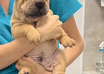Szczenięta rasy shar pei