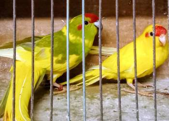 Para papugi kozie (kozy)