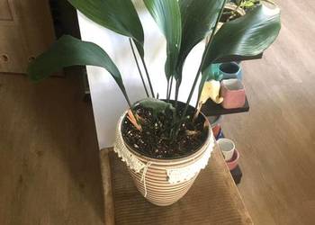 Aspidistra